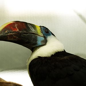 Red-billed toucan