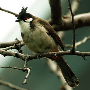 Red-whiskered bulbul