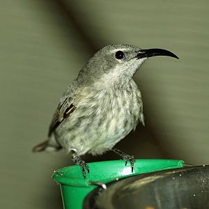 Hen Red-legged honeycreeper