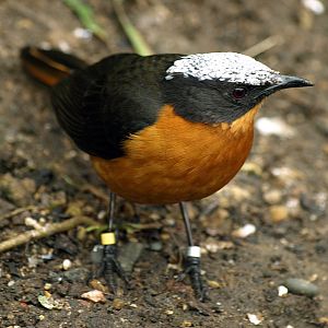 White-crowned Robin chat