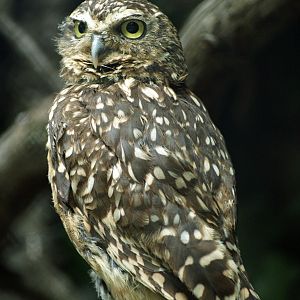 Burrowing owl