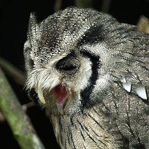 White-faced Scops owl