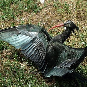 Northern Bald ibis