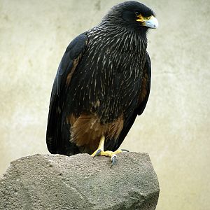 Striated caracara