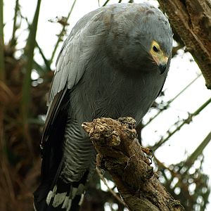African Harrier hawk