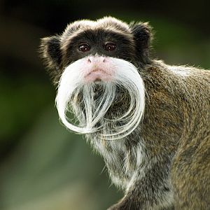 Emperor tamarin