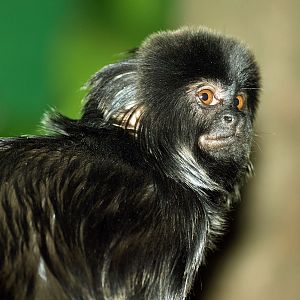 Goeldi's monkey