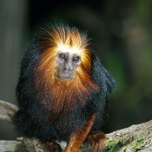 Golden-headed Lion tamarin