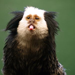Geoffroy's marmoset