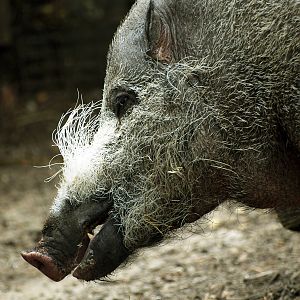 Bearded pig