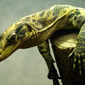 Philippine Water monitor