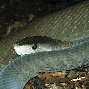 Black mamba