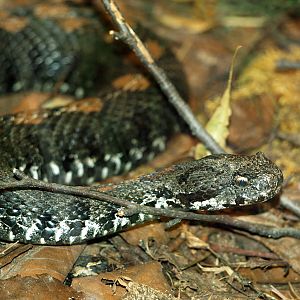 Armenian viper