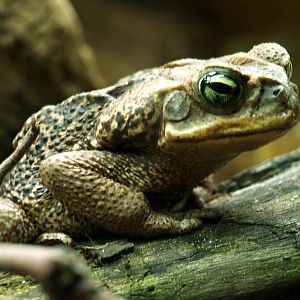 Rococo toad