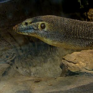 Varanus merlensi
