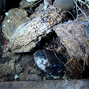 Lampropeltis triangulum sinaloae