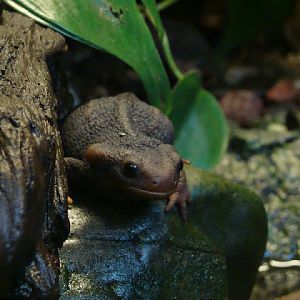 Tylototriton shanjing