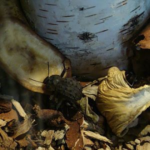 Polposipus herculeanus