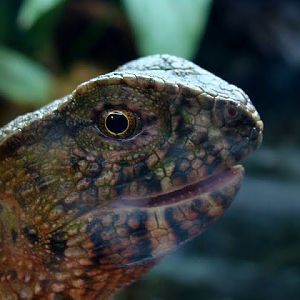 Shinisaurus crocodilurus