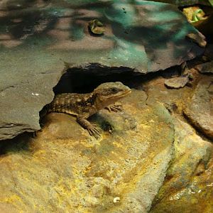 Cordylus t. tropidosternum