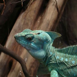 Basiliscus plumifrons