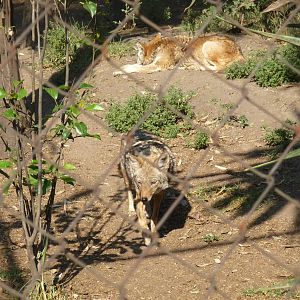 coyotes at Los Coyotes zoo