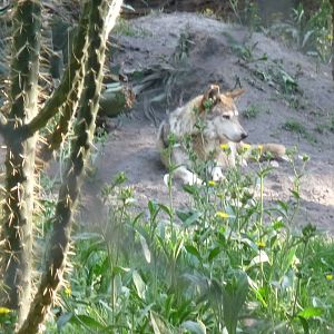 YUMA A MEXICAN WOLF OR LOBO