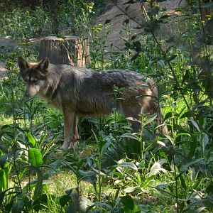 KANTI A MEXICAN WOLF OR LOBO