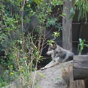 YOALI A MEXICAN WOLF OR LOBO