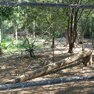 MEXICAN WOLF EXHIBIT LOS COYOTES ZOO