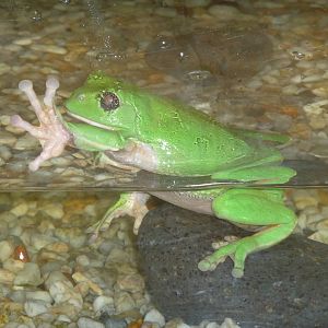 MEXICAN TREE FROG LOS COYOTES ZOO Pachymedusa dacnicolor
