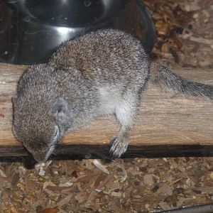 MEXICAN GROUND SQUIRREL