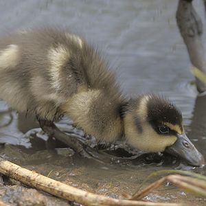White-faced whistling duckling