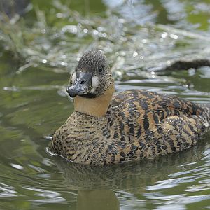 African white-backed duck