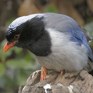 Red-billed blue magpie