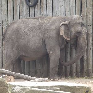 Sri Lankan Elephant at Blackpool Zoo 21/04/12