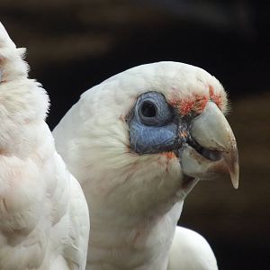 Long Billed Corella at Blackpool Zoo 21/04/12