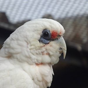 Long Billed Corella at Blackpool Zoo 21/04/12