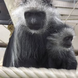 King Colobus' at Blackpool Zoo 21/04/12