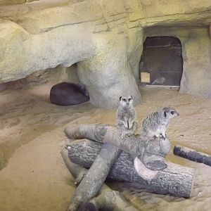 Aardvark and Meerkat (temporarily) exhibit at Blackpool Zoo 21/04/12