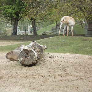 Vicuna and Capybara exhibit at Blackpool Zoo 21/04/12