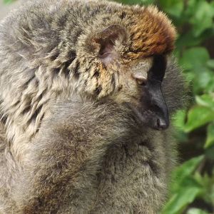 Red Fronted Lemur at Blackpool Zoo 21/04/12