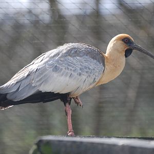 Black-faced Ibis at Blackbrook, 22/04/12