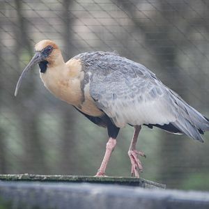 Black-faced Ibis at Blackbrook, 22/04/12