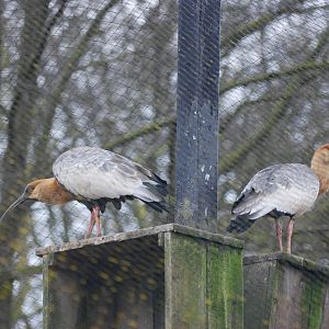 Buff-necked Ibis at Blackbrook, 22/04/12