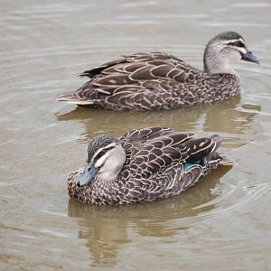 Australian Black Ducks at Blackbrook, 22/04/12