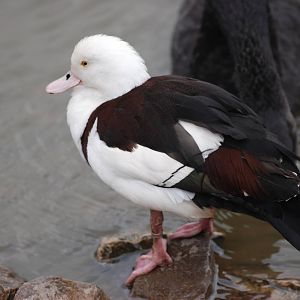 Radjah Shelduck at Blackbrook, 22/04/12