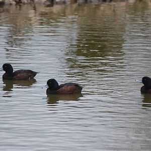 New Zealand Scaup at Blackbrook, 22/04/12