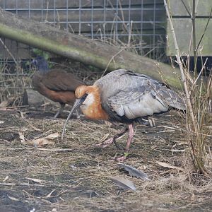 Buff-necked Ibis at Blackbrook, 22/04/12