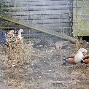 Mixed Bird Species at Blackbrook, 22/04/12